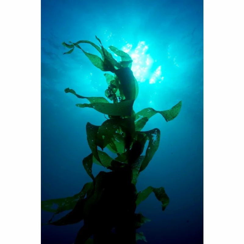 Unterwasseraufnahme von Seetang im blauen Wasser, Sonnenlicht durchdringt das Wasser.