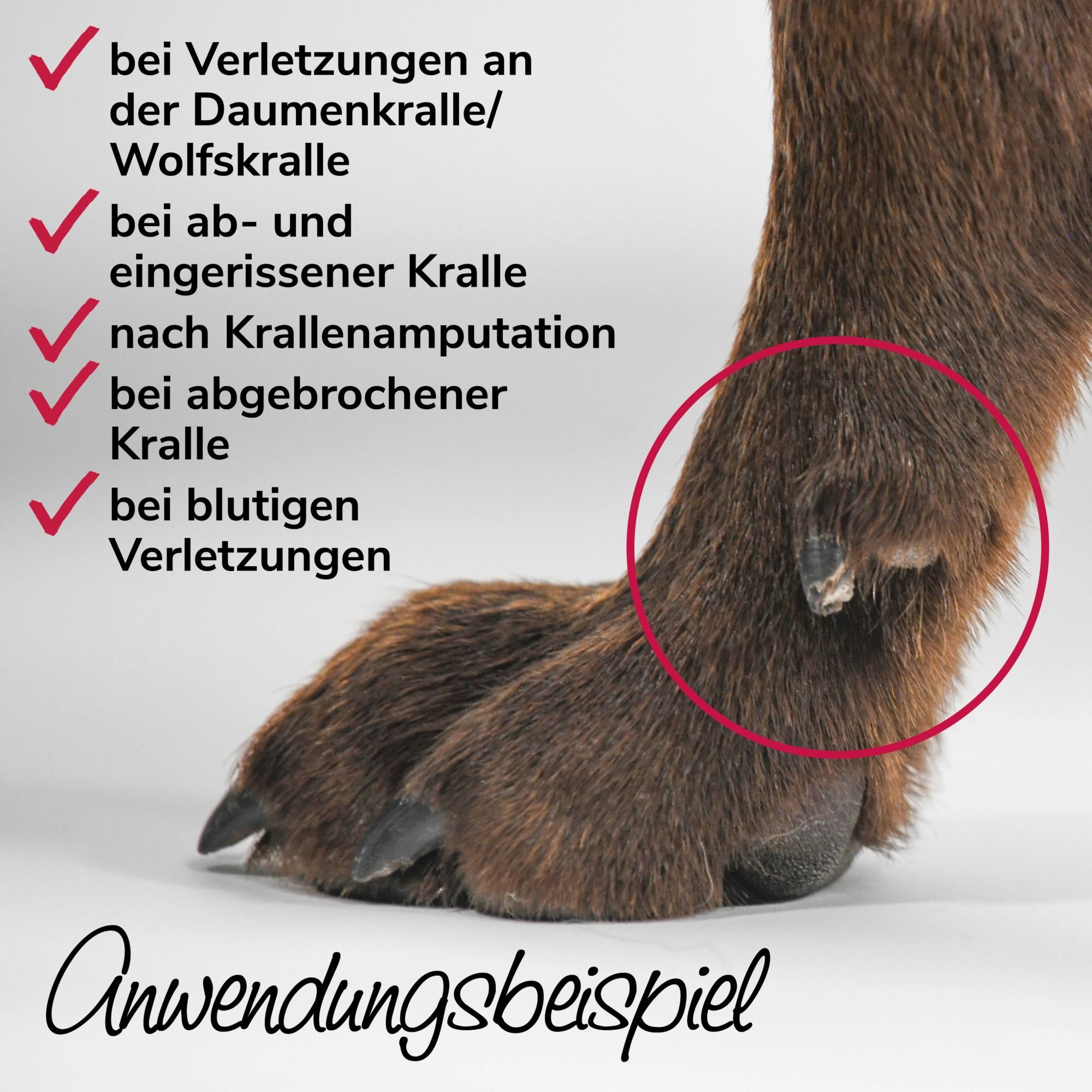 Hundebein mit Bandage. Text: Anwendungsbeispiele: Verletzungen, eingerissene Kralle, nach Amputation, abgebrochene Kralle, blutige Verletzungen.