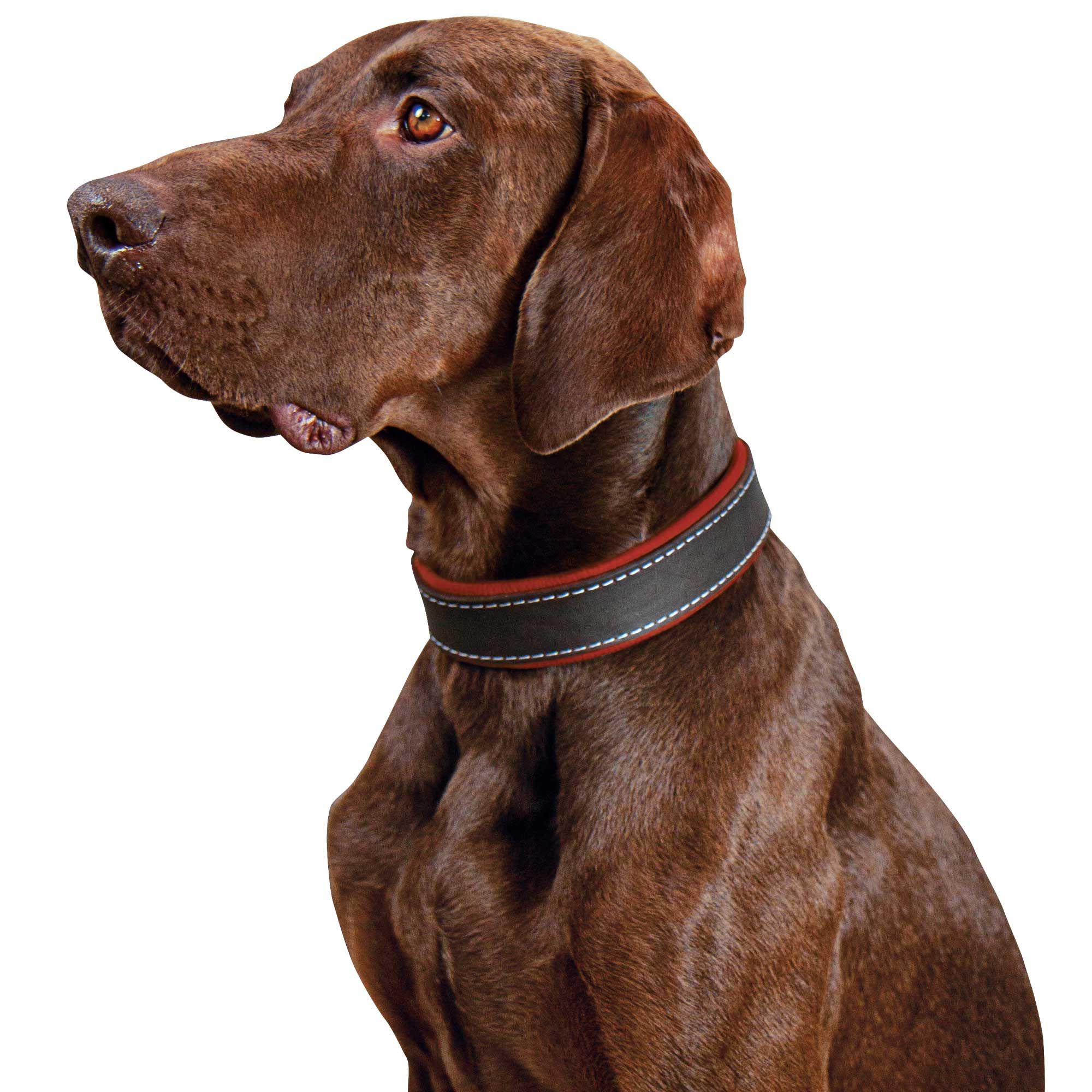 Schecker Hunde Halsband Moorfeuer