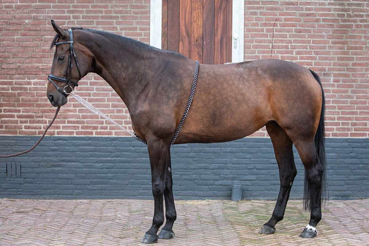 Harry`s Horse Hilfslonge Soft