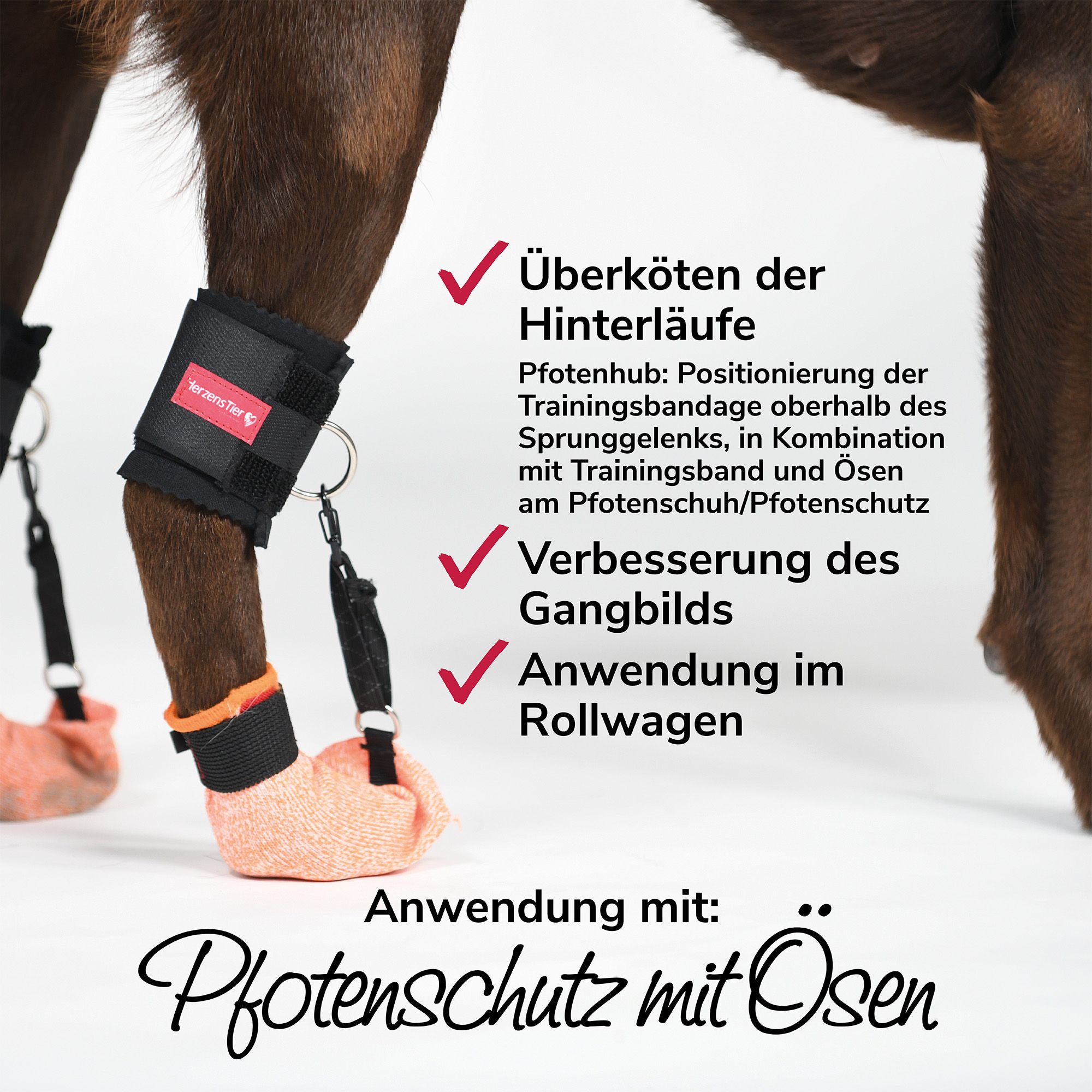 Hundebein mit schwarzer Bandage und HerzensTier-Etikett. Anwendung mit Pfotenschutz mit Ösen. Text: Überköten der Hinterläufe.