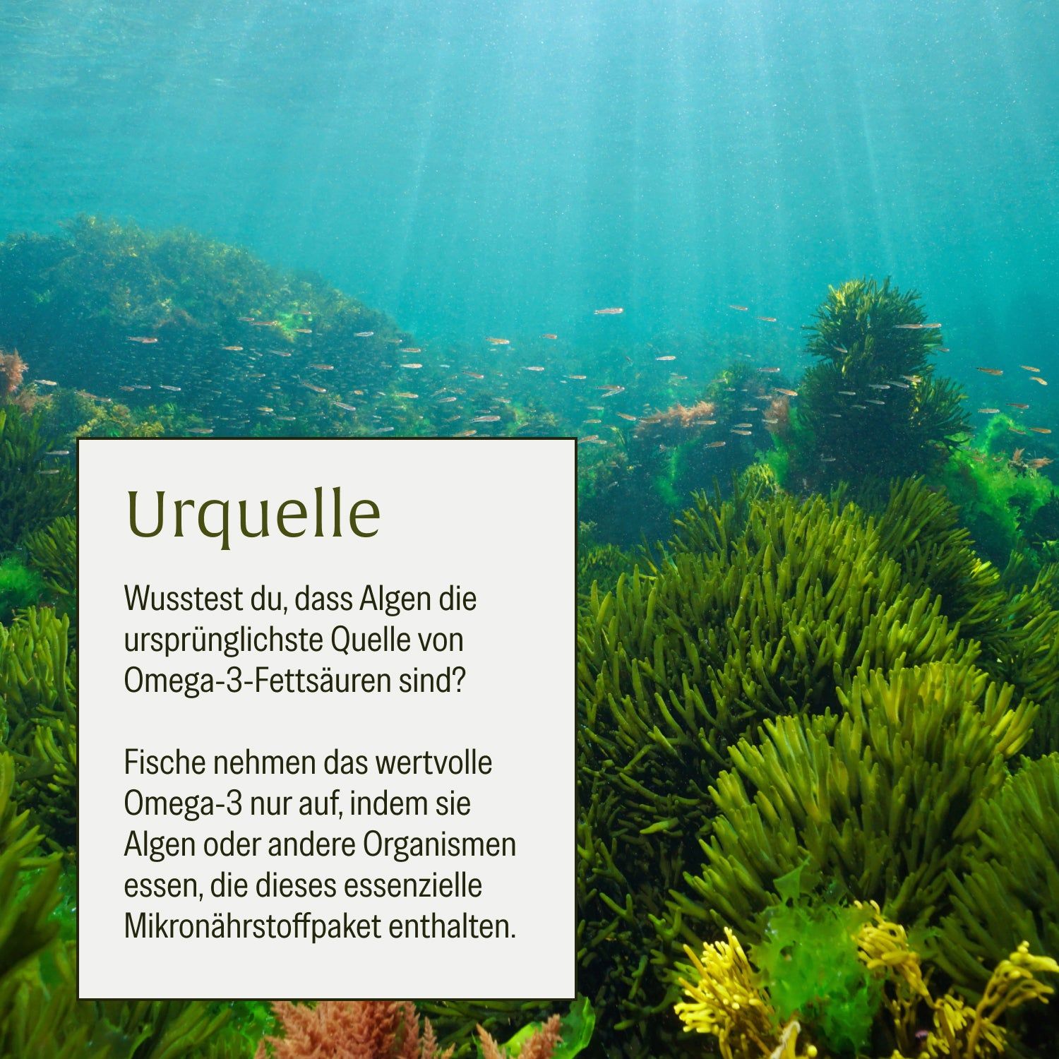 Algen als Urquelle von Omega-3-Fettsäuren, unter Wasser mit Korallen und Fischen.