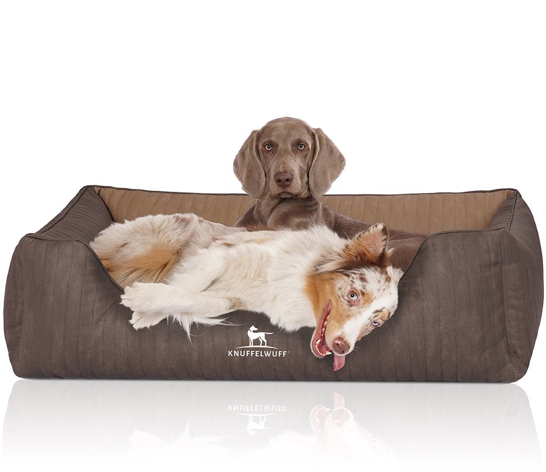 Hundebett mit zwei Hunden. Braunes Bett mit Logo. Ein Hund liegt, einer sitzt. Weißer Hintergrund.
