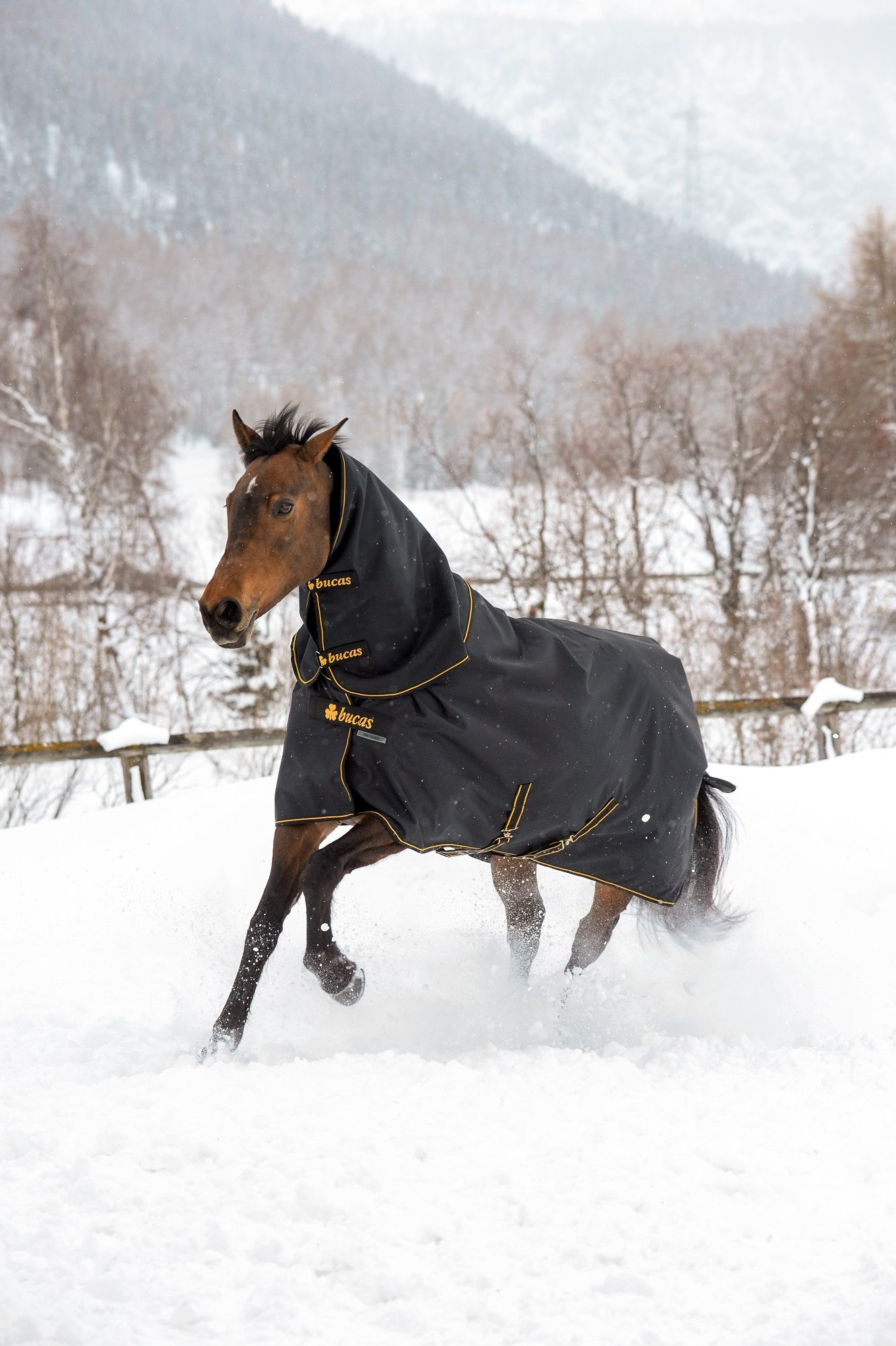 Schwarze Pferdedecke mit gelben Nähten und Halsteil. Pferd im Schnee, Logo sichtbar.