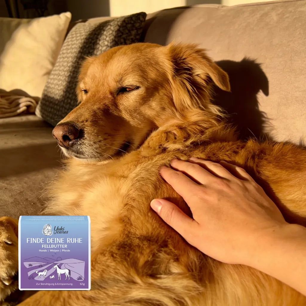Hund liegt auf Couch, Hand streichelt ihn. Kleine Produktverpackung im Bild. Text: Finde deine Ruhe Fellbutter.