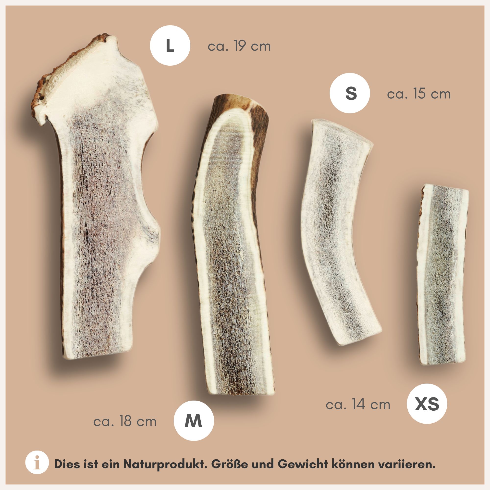 Vier gespaltene Hirschgeweihe in verschiedenen Größen: XS, S, M, L. Größenangaben in cm. Text: Naturprodukt. Größen und Gewicht können variieren.