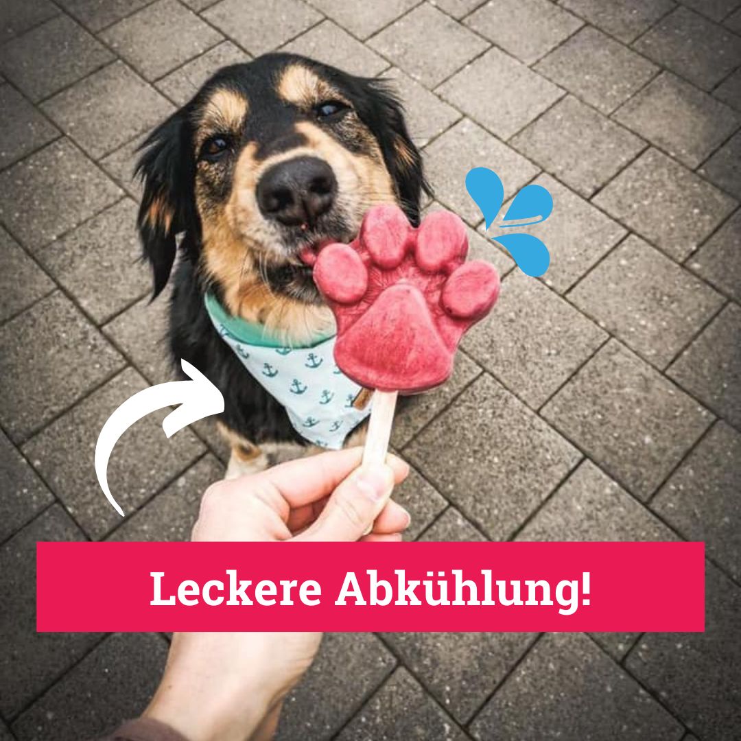 BeG Buddy Eis für Hunde, Eispulver Blaubeere