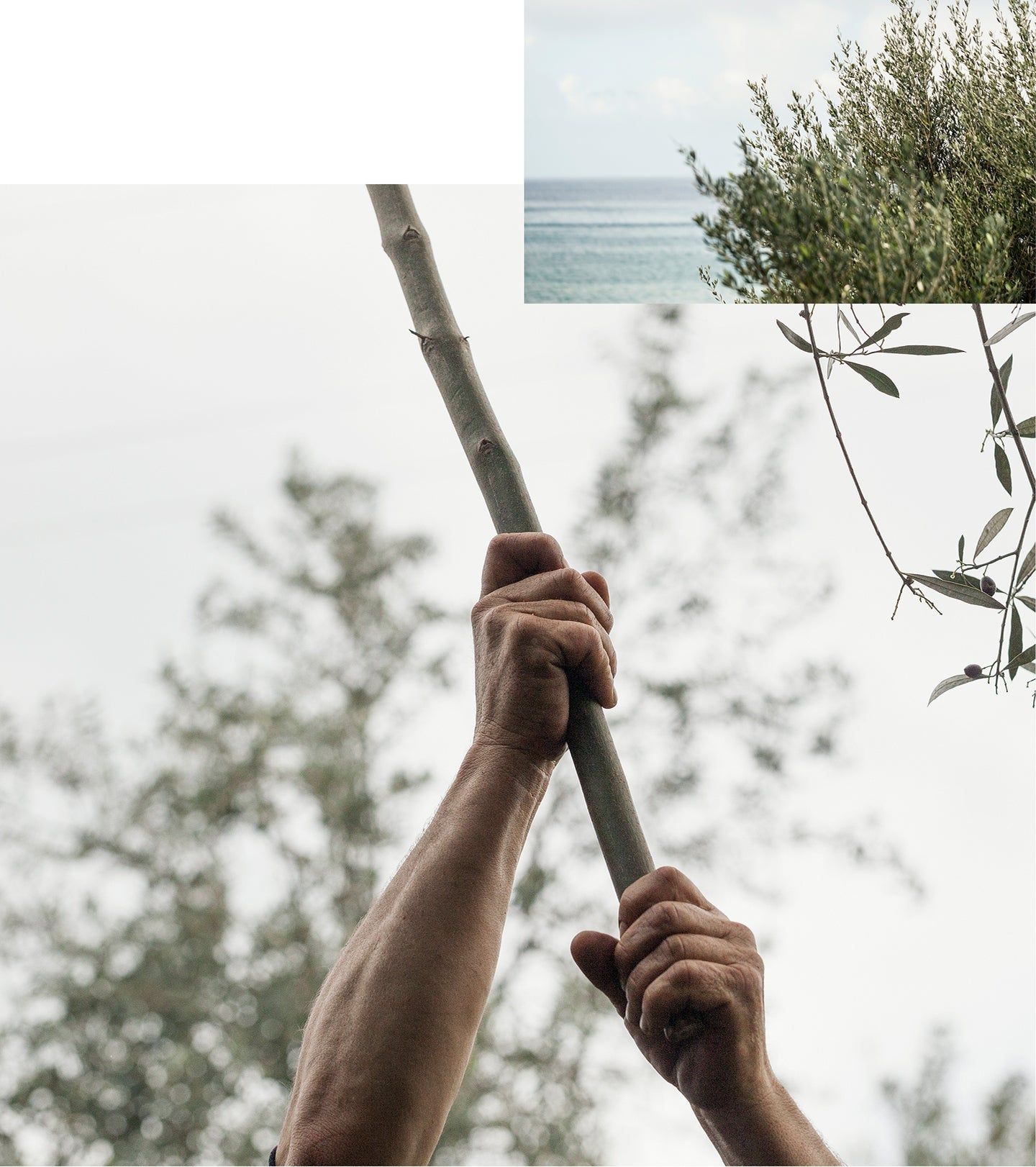 Hände halten einen Ast. Im Hintergrund: Meer und Olivenbaumzweige. Helle Umgebung.