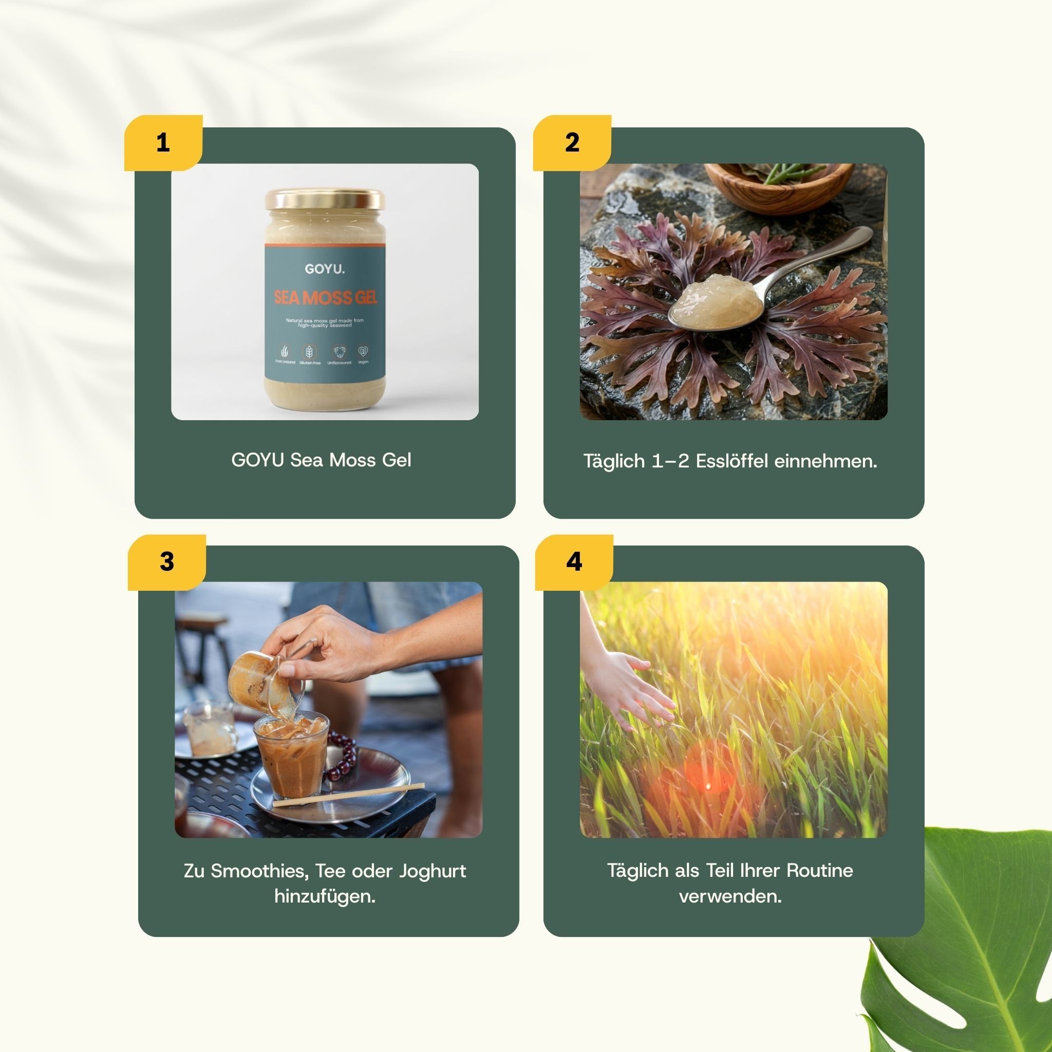 Vier Schritte zur Verwendung von GOYU Sea Moss Gel: Produkt, Einnahme, Mixen, tägliche Anwendung.