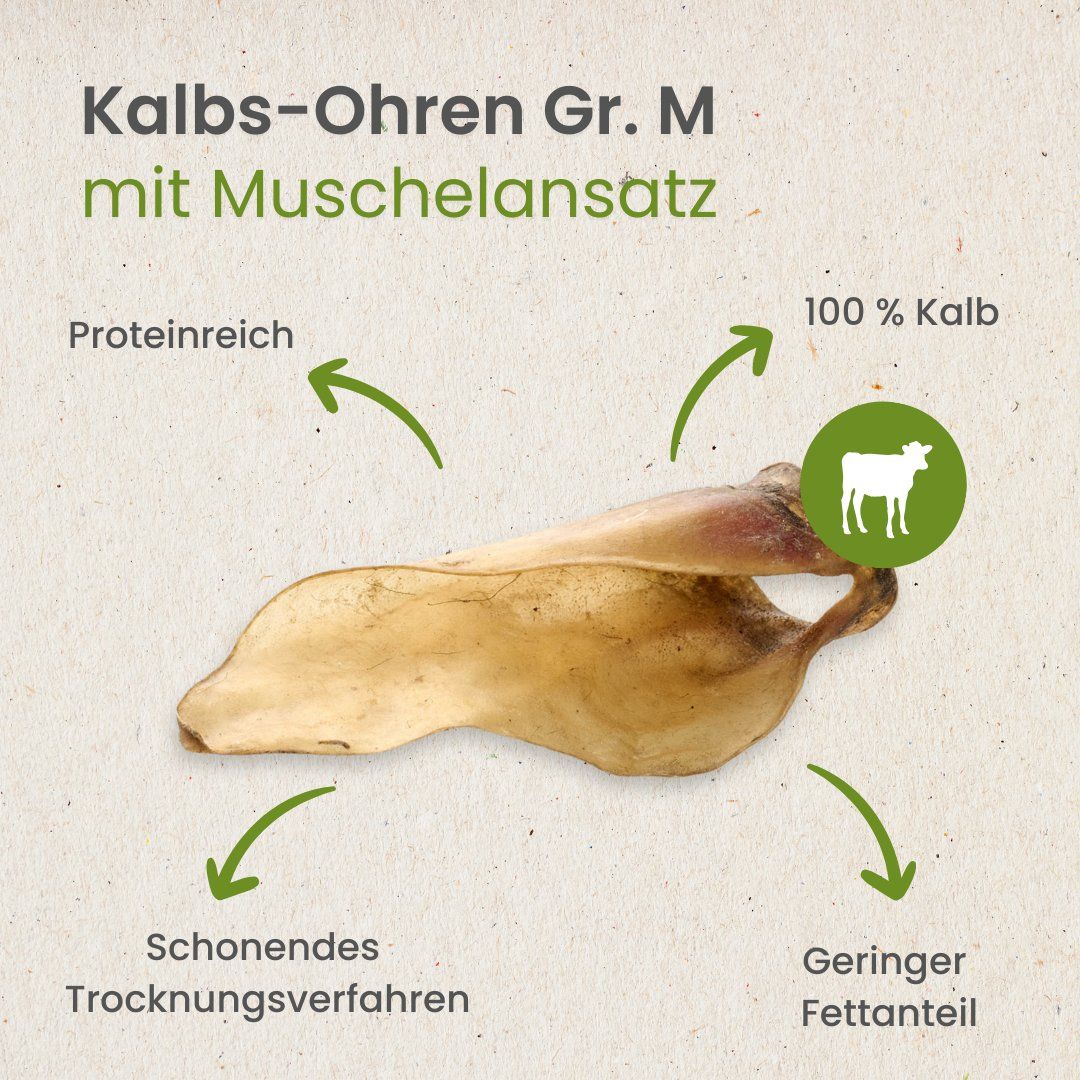 Ein einzelnes Kalbs-Ohr, Größe M, mit Muschelanlage, auf hellem Hintergrund.
