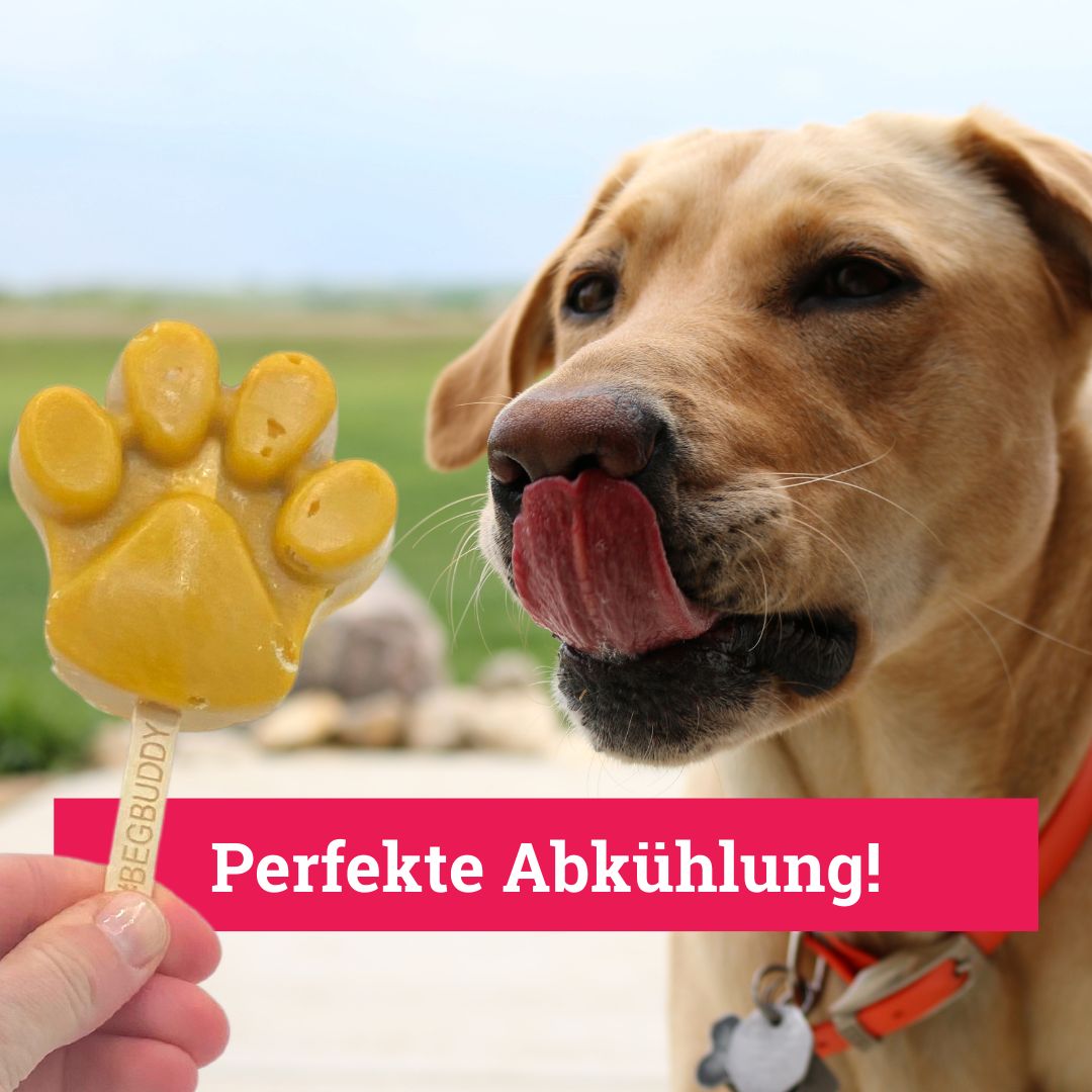 BeG Buddy Starter-Kit Dog Eis für Hunde