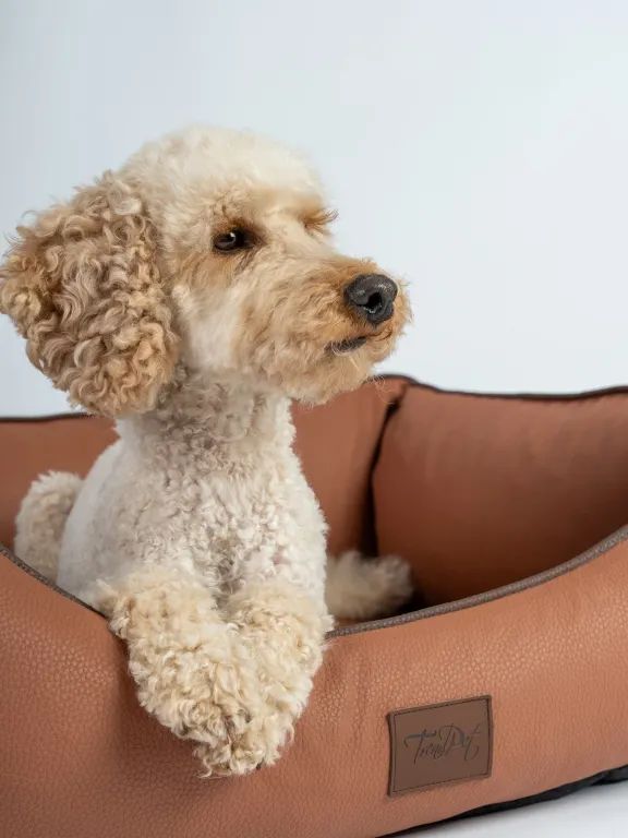 Braunes Kunstlederbett für Hunde. Ein kleiner Hund sitzt im Bett. Weißer Hintergrund.