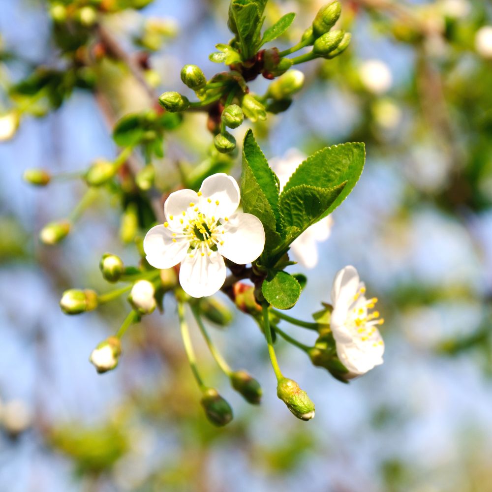 PHI Essences - Cherry Plum Bachblüte Nr. 6