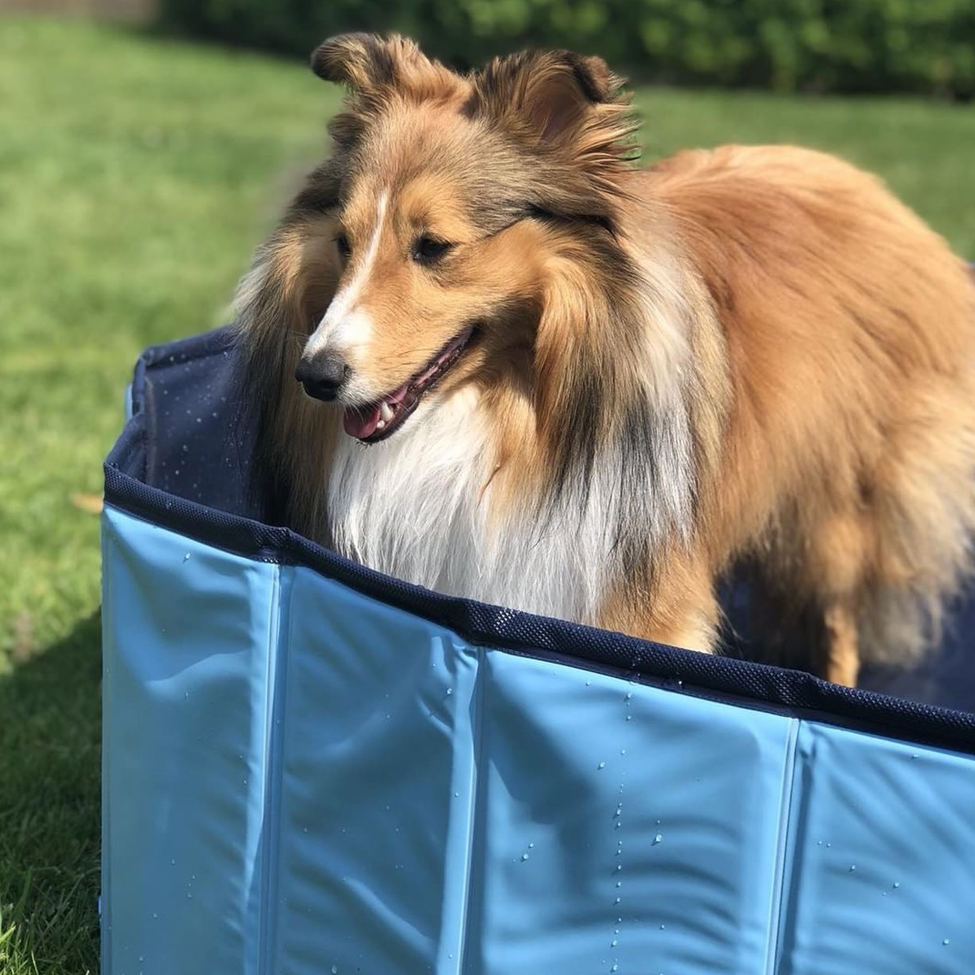 Doggy-Pool Planschbecken für Hunde Swimmig Pool 80 cm Durchmesser