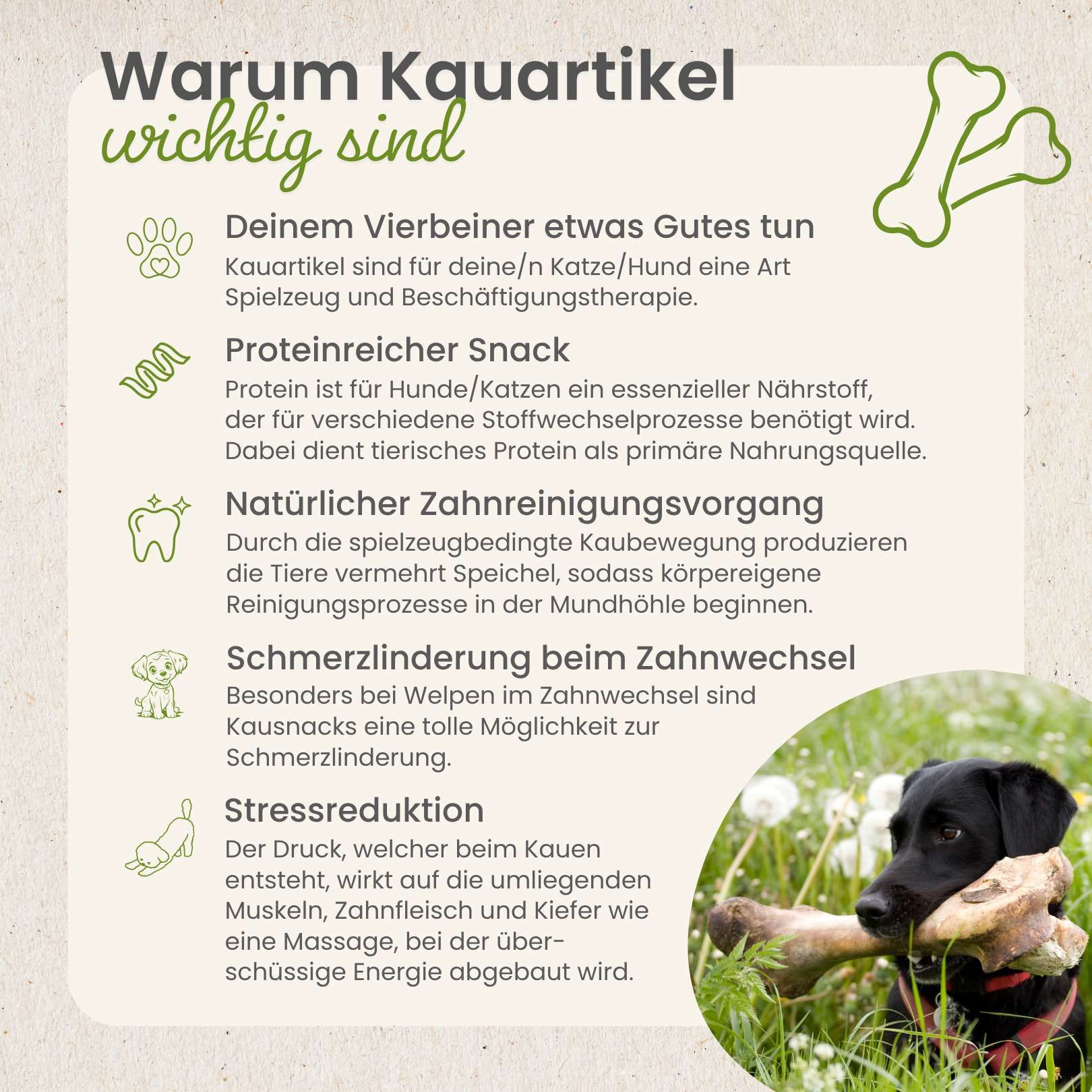 Zwei gelbe Churpi-Käse-Kaustangen, gekreuzt, auf weißem Hintergrund.