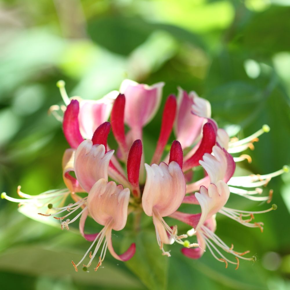PHI Essences - Honeysuckle Bachblüte Nr. 16
