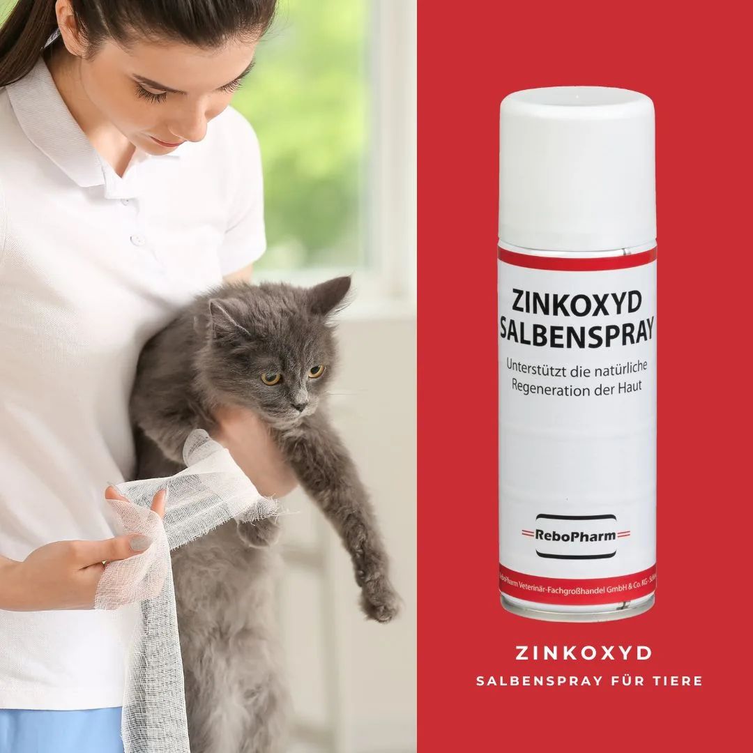 Zinkoxyd Salbenspray Dose, während eine Person einen Verband an einer Katze anlegt.
