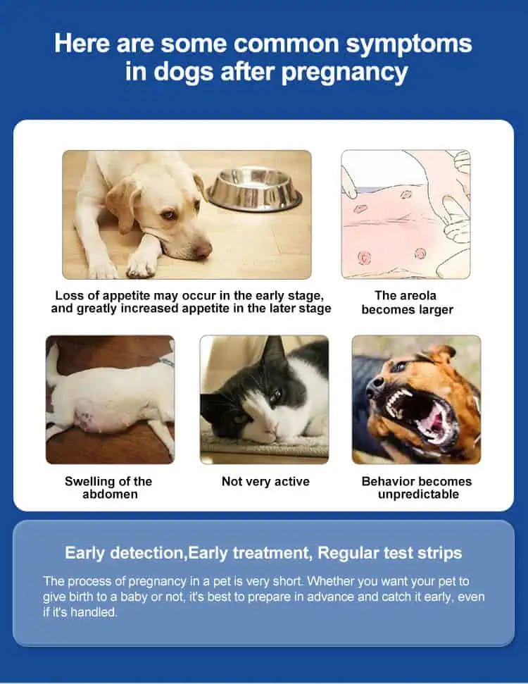 Infografik mit häufigen Symptomen nach der Trächtigkeit bei Hunden, wie Appetitlosigkeit und Verhaltensänderungen.