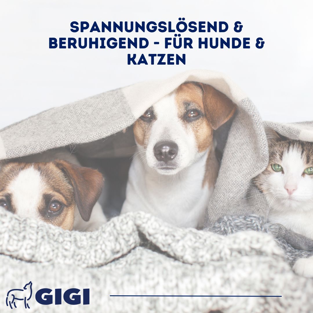 Hund und Katze unter Decke. Text: Spannungslösend & beruhigend - für Hunde & Katzen. Logo: GIGI.