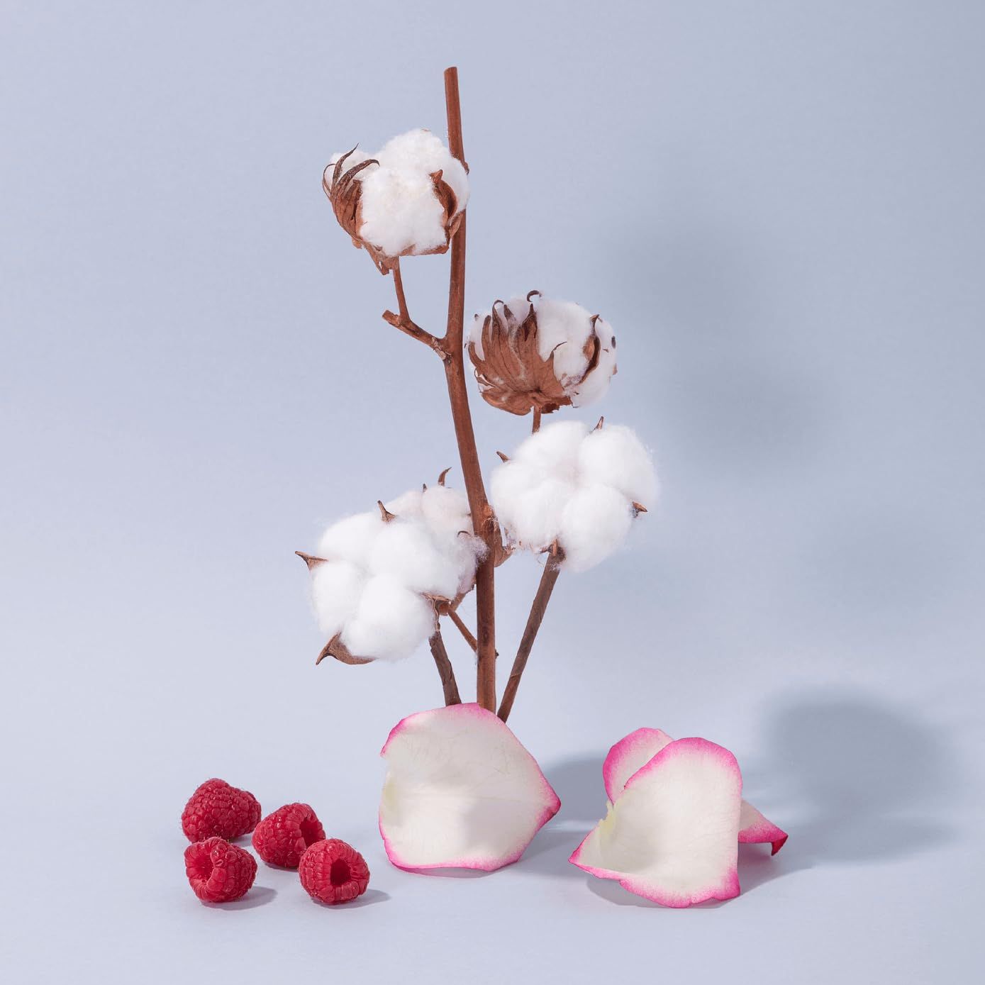 Zweig mit Baumwollblüten, Himbeeren und Rosenblättern. Auf hellblauem Hintergrund.