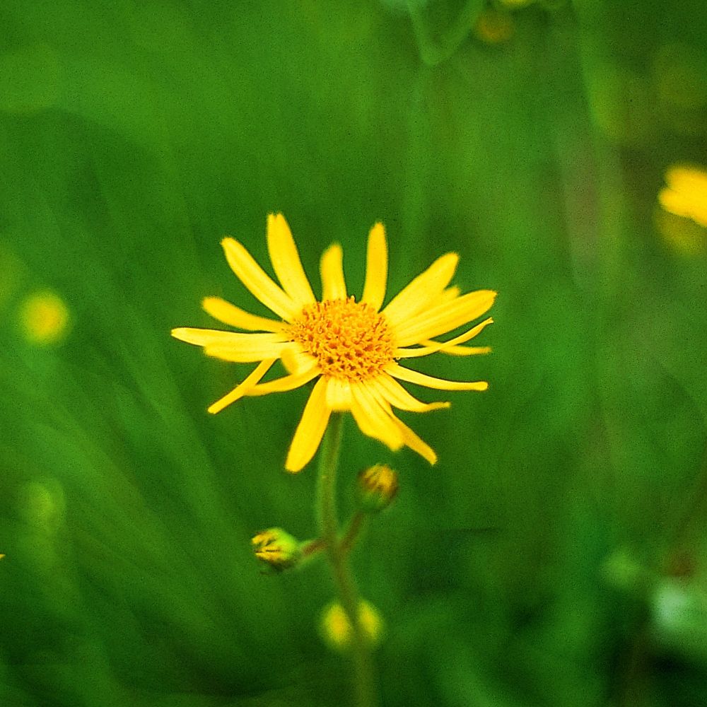 PHI Essences - Arnika Wildblüten Essenz