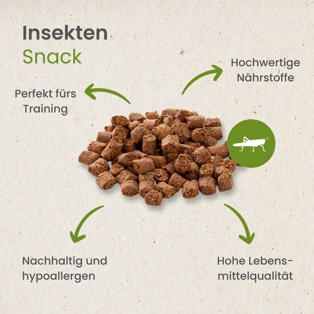 Infografik: Insekten-Snack für Hunde. Hund wird von Hand gefüttert.