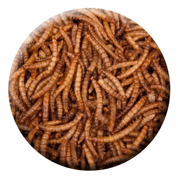 Insektus Mehlwürmer 850 g