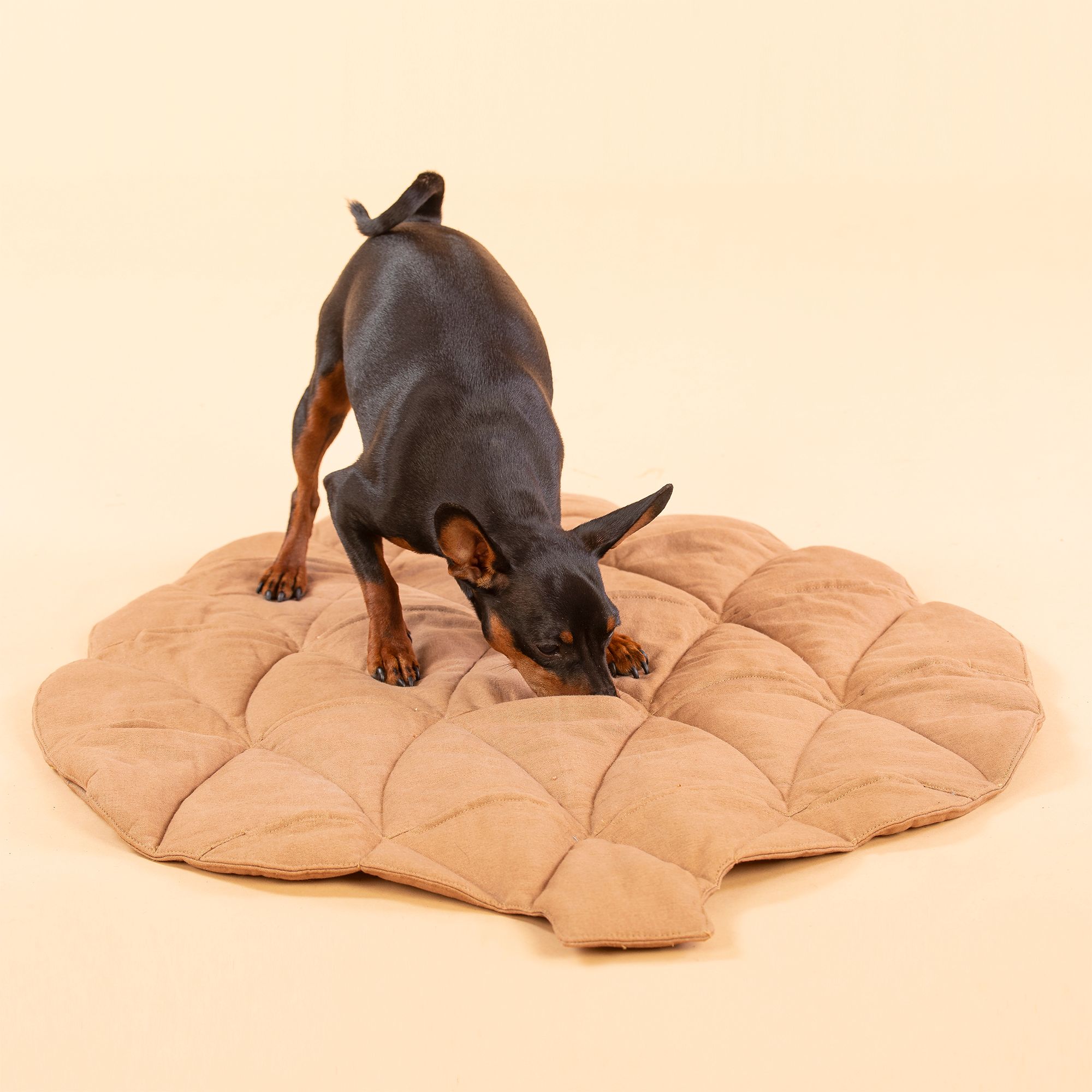 Kleiner Hund auf brauner, kissenförmiger Matte in Zapfenform. Der Hund schnuppert.