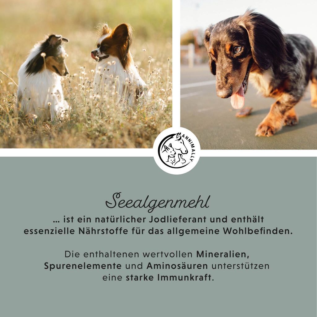 Grafik mit Fotos von Hunden und Text. Text: Seealgenmehl...ist ein natürlicher Jodlieferant...enthält essentielle Nährstoffe...unterstützt eine starke Immunkraft.