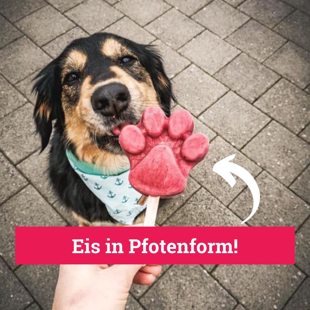 BeG Buddy Eisform für Hunde Pfote