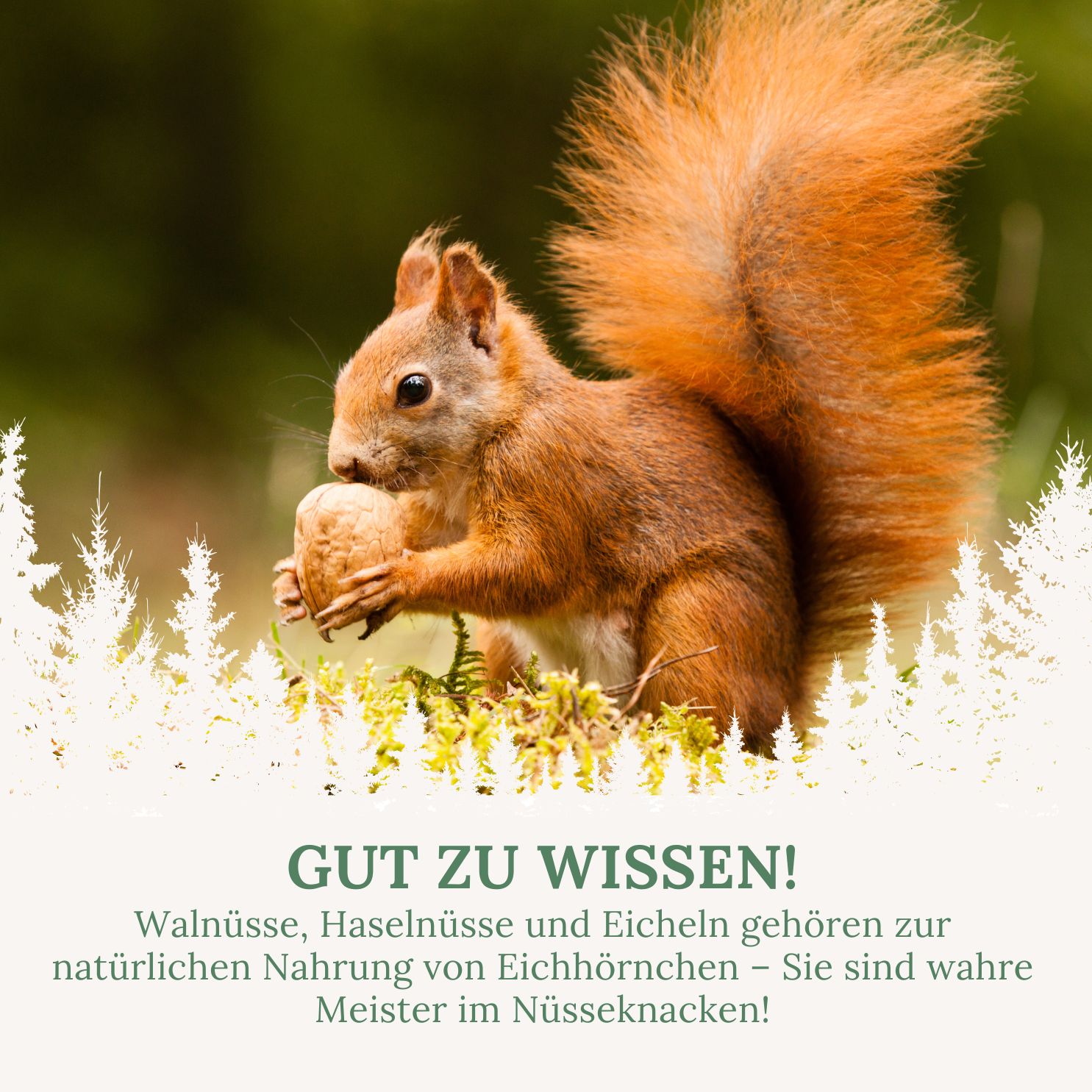 Eichhörnchen mit Nuss. Text: Gut zu wissen! Walnüsse, Haselnüsse und Eicheln gehören zur natürlichen Nahrung von Eichhörnchen.