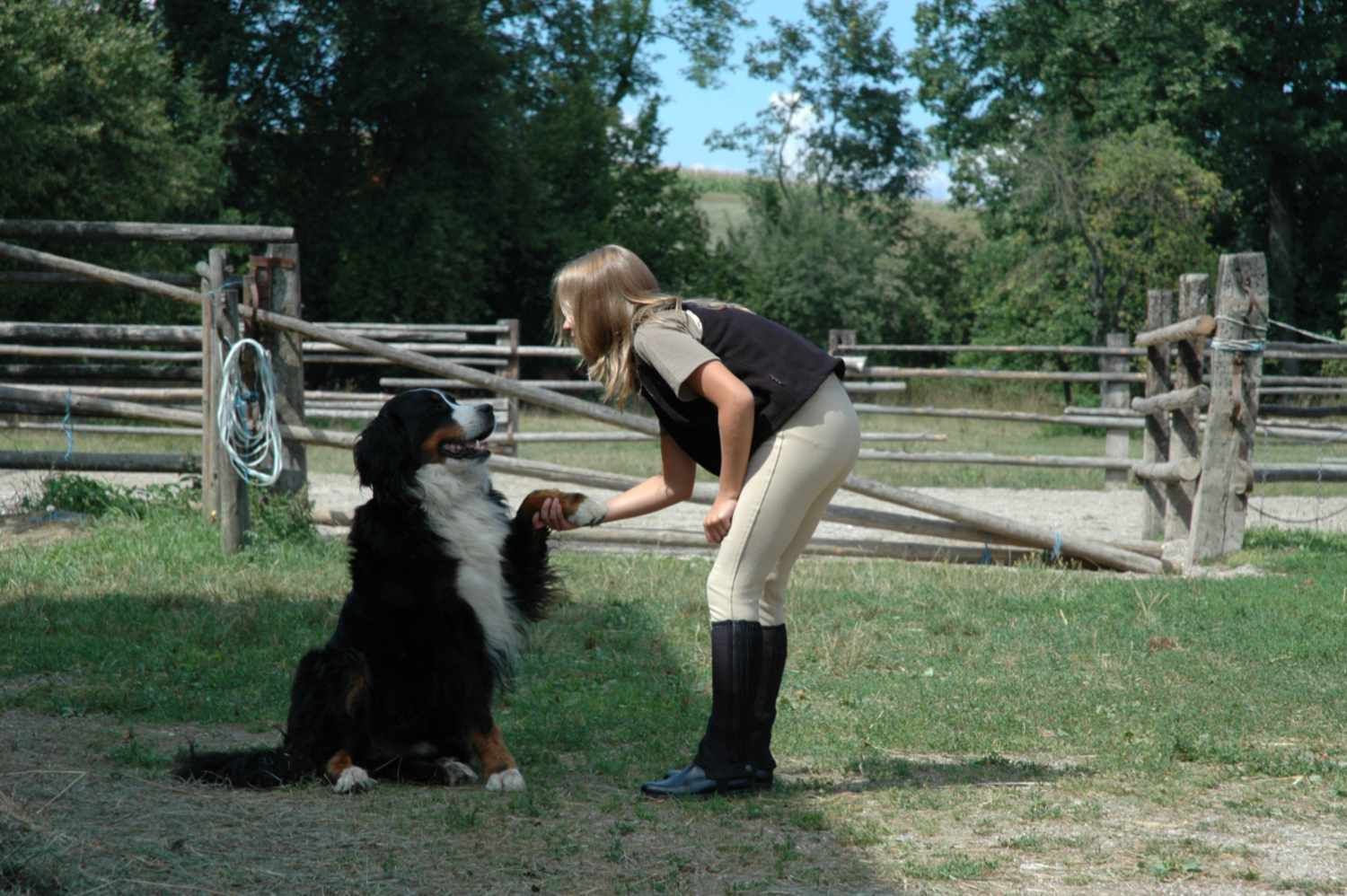 HorseGuard Reflex- Hundejacke