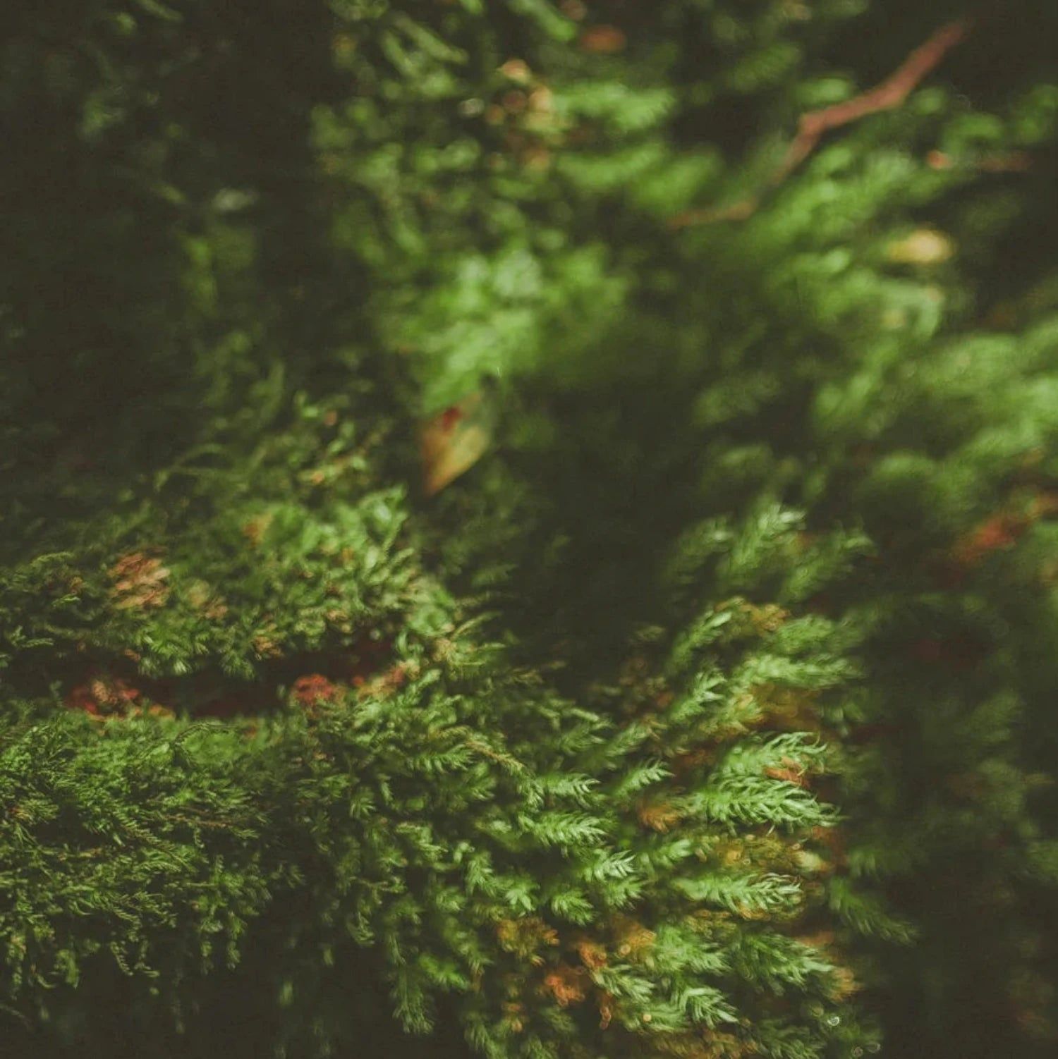 Zero Skin Sojawachskerze "Moss Calm",  entspannend und harmonisierend für Wohlfühlmomente