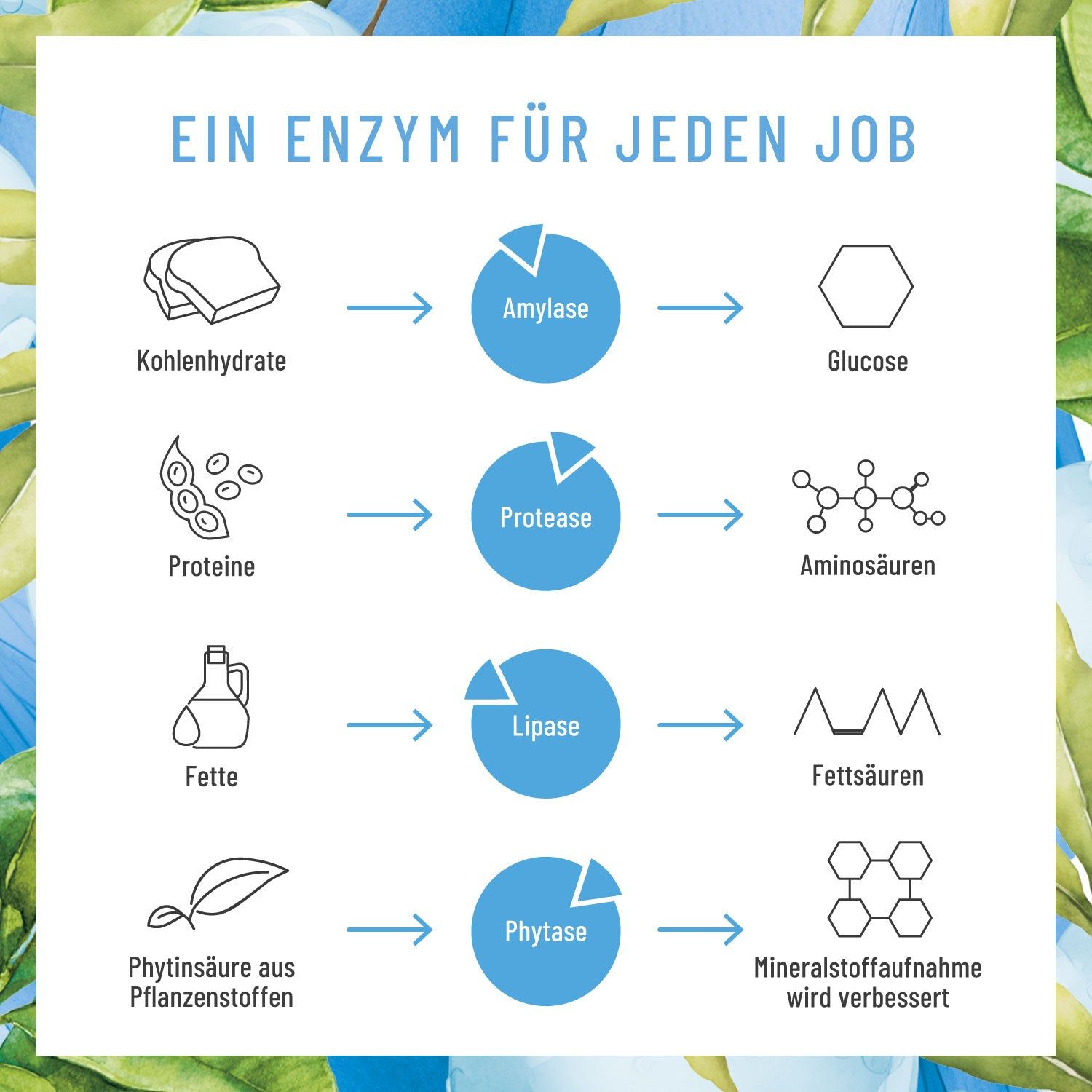 Infografik: Enzyme für Kohlenhydrate, Proteine, Fette und Phytinsäure. Schematische Darstellung der Umwandlungsprozesse.