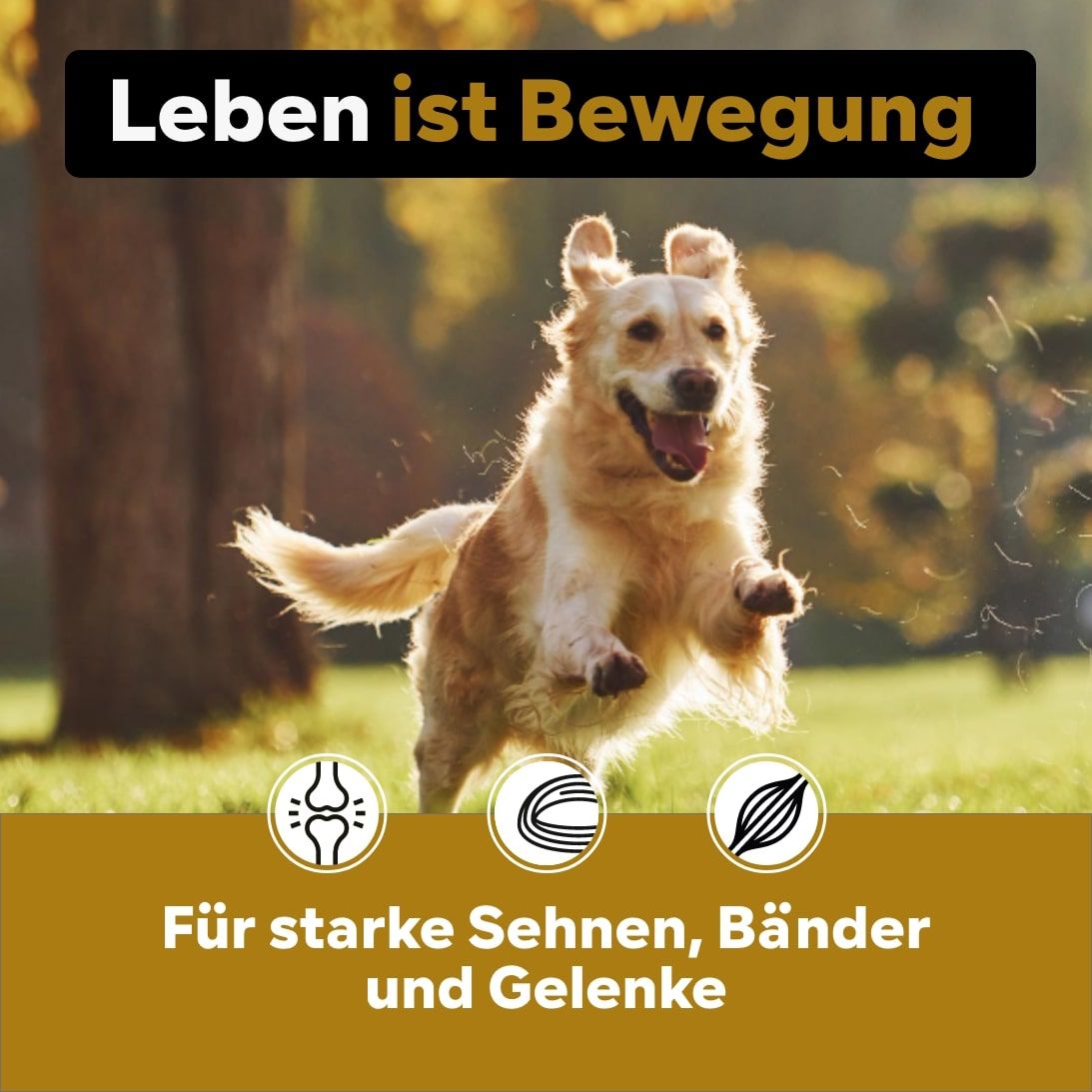 Hund rennt im Freien. Text: Leben ist Bewegung. Für starke Sehnen, Bänder und Gelenke. Illustrationen.