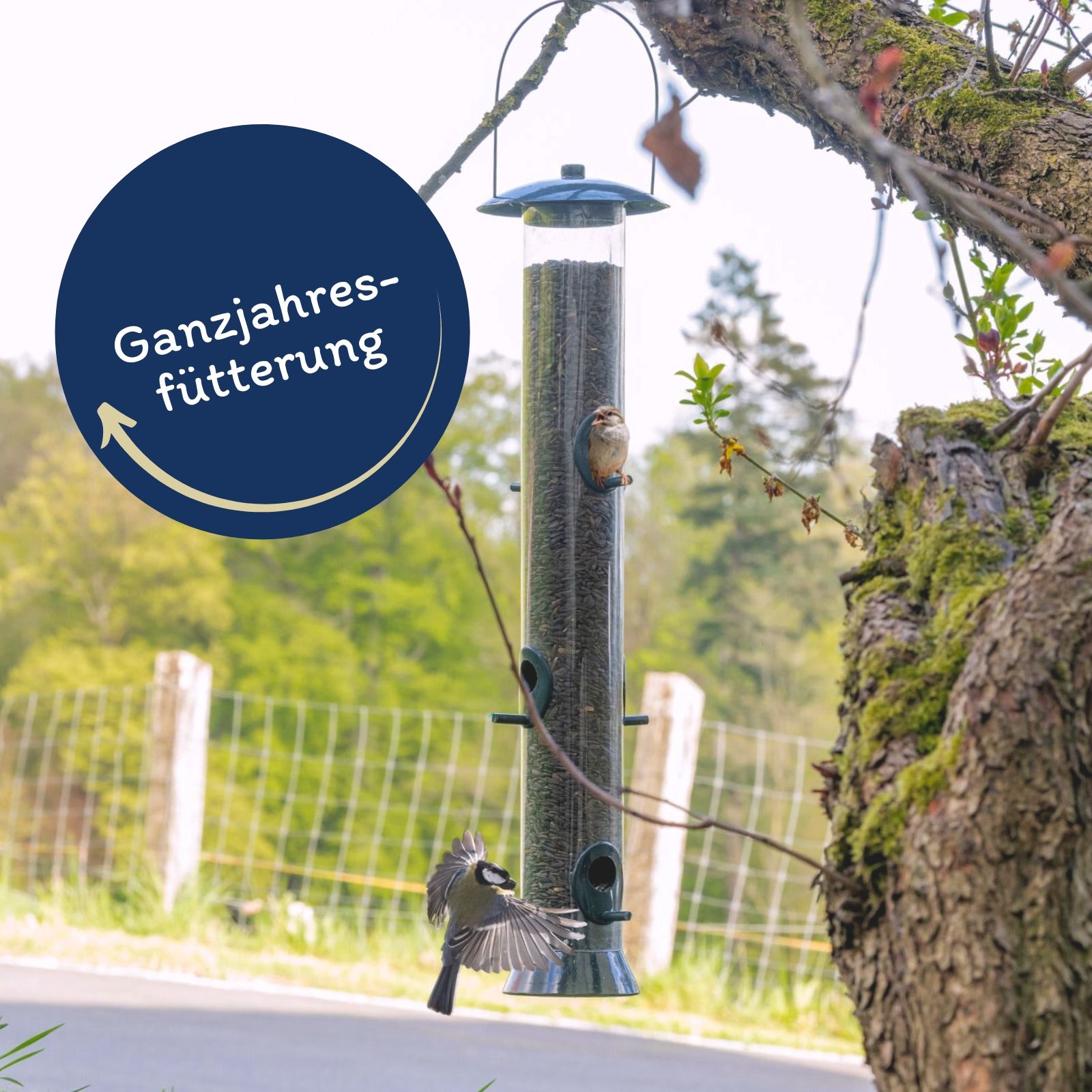 Vogelfutterspender mit Sonnenblumenkernen, ein Vogel fliegt heran, ein anderer sitzt darauf.