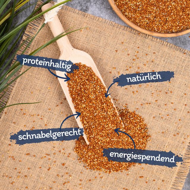 Hirse rot lose auf Holzschaufel. Text: proteinhaltig, natürlich, schnabelgerecht, energiespendend.