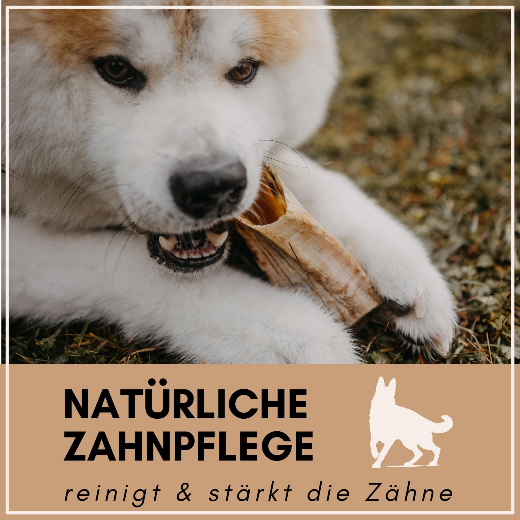 Hund kaut auf Schafhorn. Text: Natürliche Zahnpflege, reinigt & stärkt die Zähne.