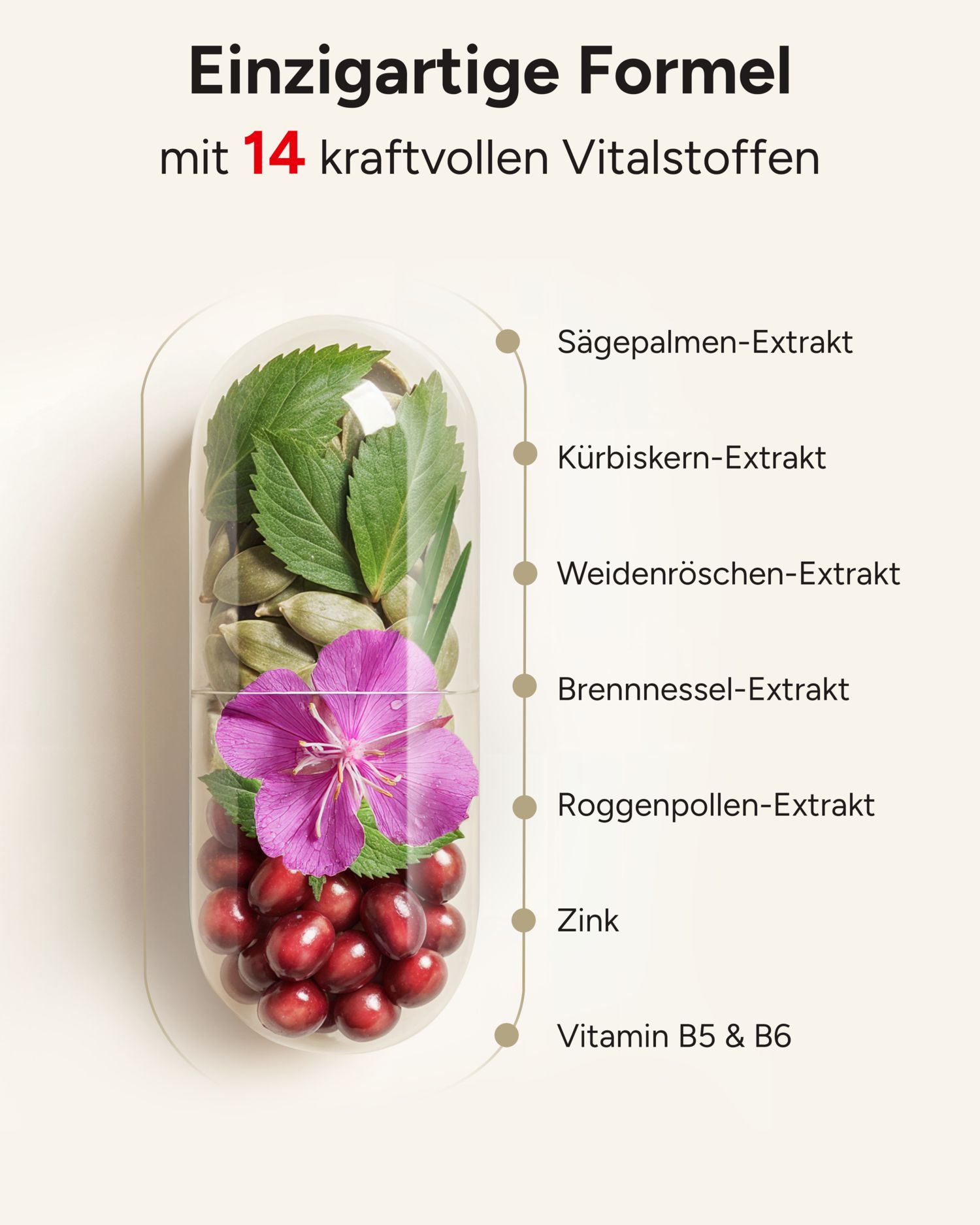 Kapsel mit Inhaltsstoffen: Sägepalmen-Extrakt, Kürbiskern-Extrakt, Weidenröschen-Extrakt, Brennnessel-Extrakt, Roggenpollen-Extrakt, Zink, Vitamin B5 & B6.