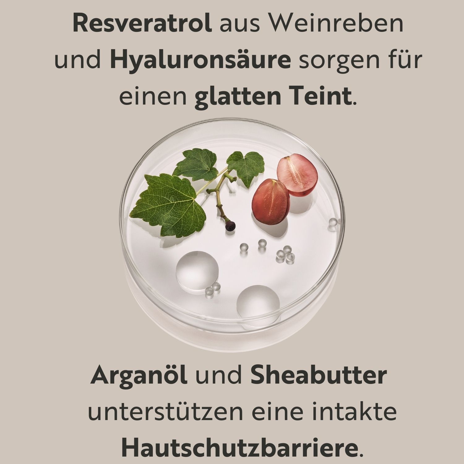 Nahaufnahme von Trauben und Blättern in einer Petrischale. Text: Resveratrol aus Weinreben und Hyaluronsäure sorgen für einen glatten Teint.