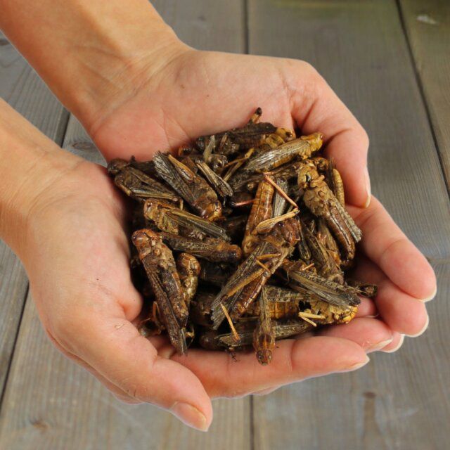 Hände halten eine Portion getrockneter Heuschrecken. Hintergrund: Holzstruktur.