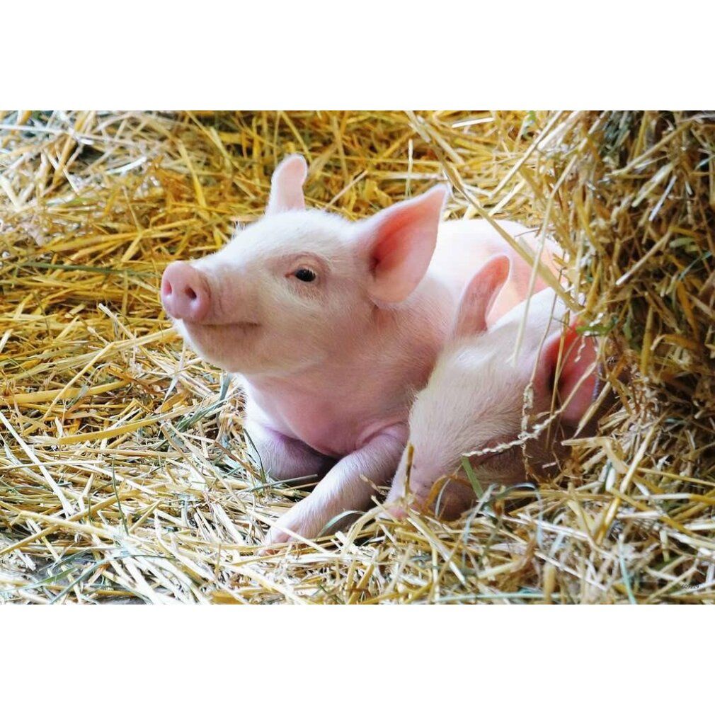 ravensburger Bauernhofpuzzle 2x12 Teile