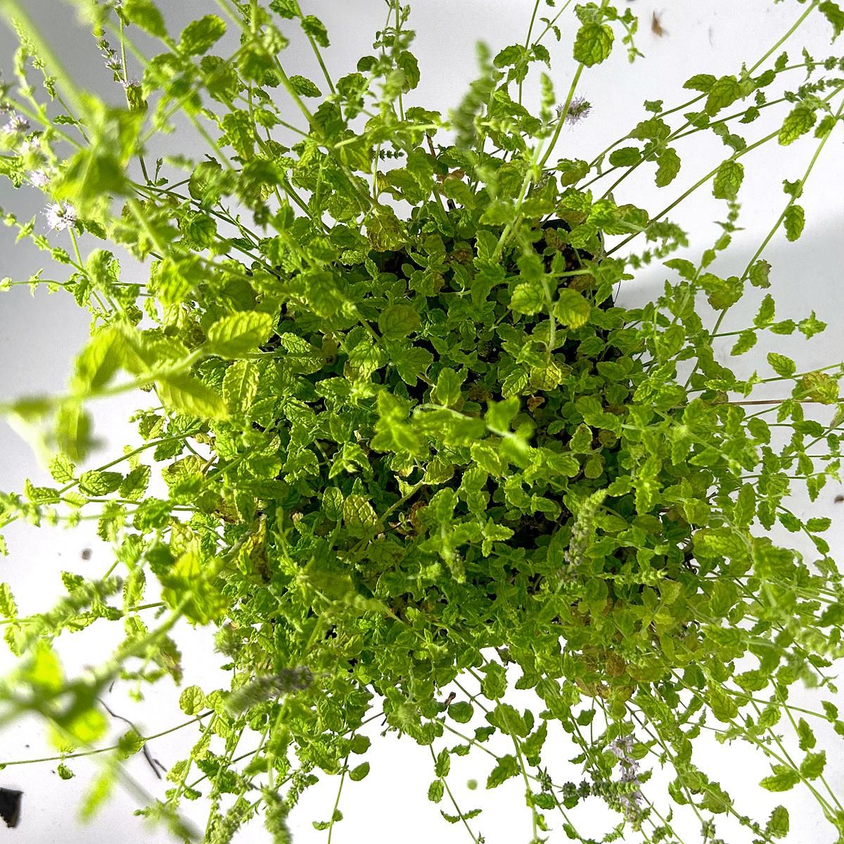 SMART GREENS ERDBEERMINZE getrocknet, 90g