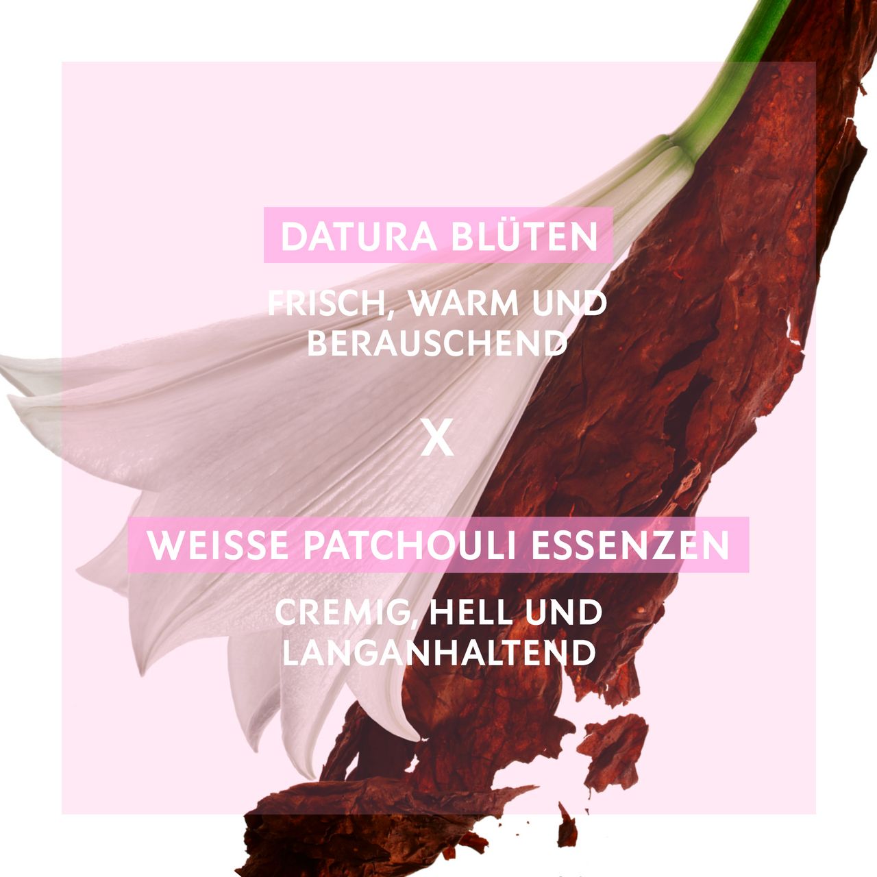 Blüten und Holz auf rosa Hintergrund. Text: Datura Blüten, frisch, warm und berauschend. Weiße Patchouli Essenzen.