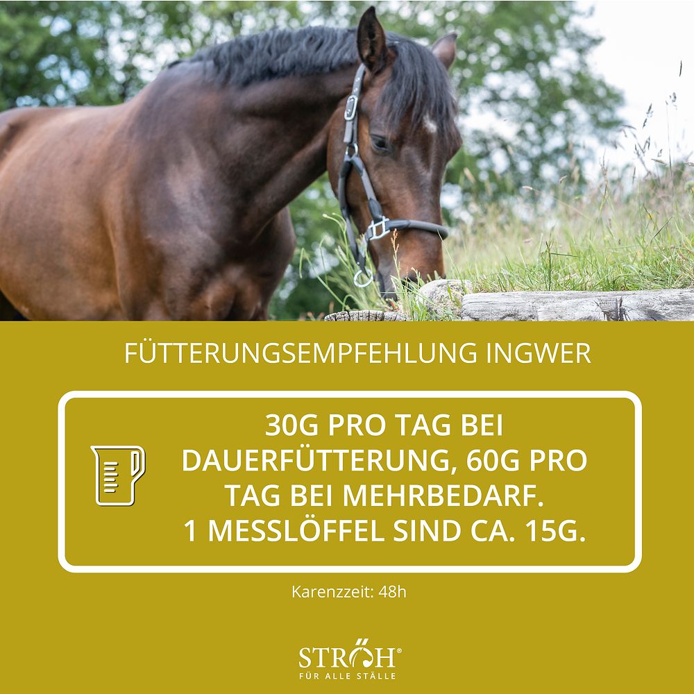 Pferd frisst Gras. Text: "Fütterungsempfehlung INGWER". Text: "30G PRO TAG... 1 Messlöffel sind ca. 15G."