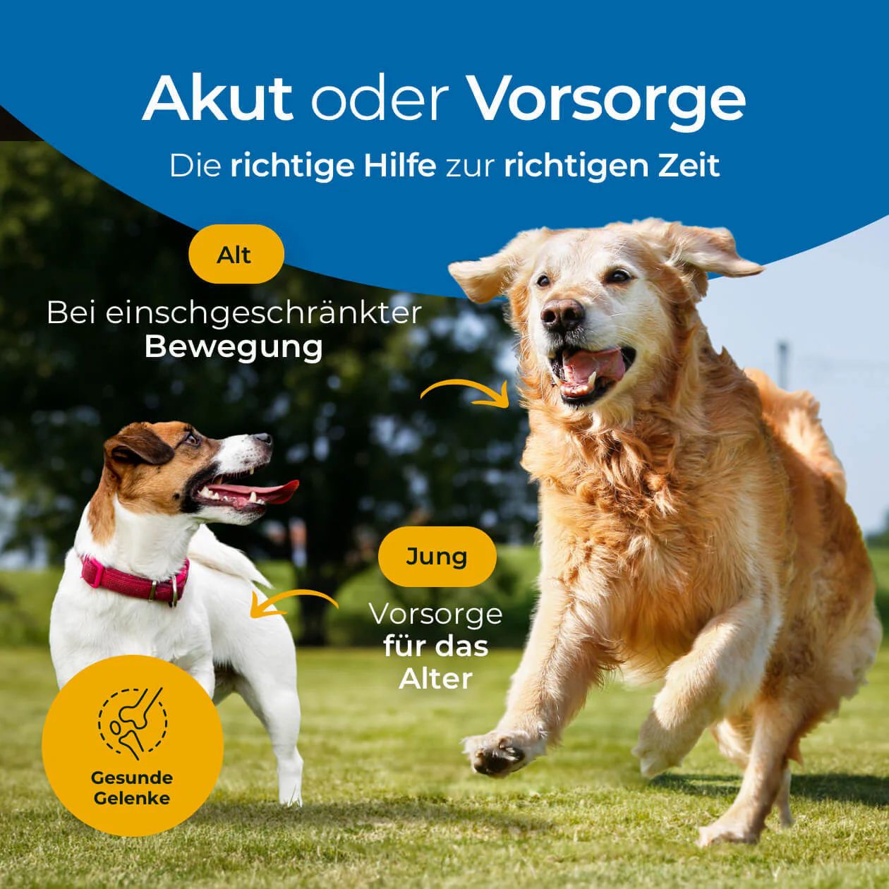 Zwei Hunde, jung und alt, laufen. Text: Akut oder Vorsorge. Icons: gesunde Gelenke. Produkt-Dose im Hintergrund.