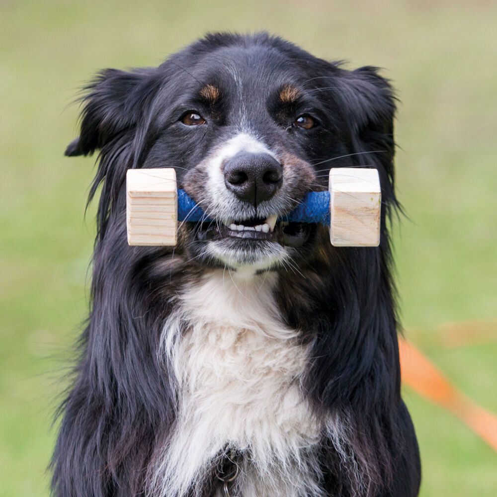 Schecker Obedience Set&nbsp;