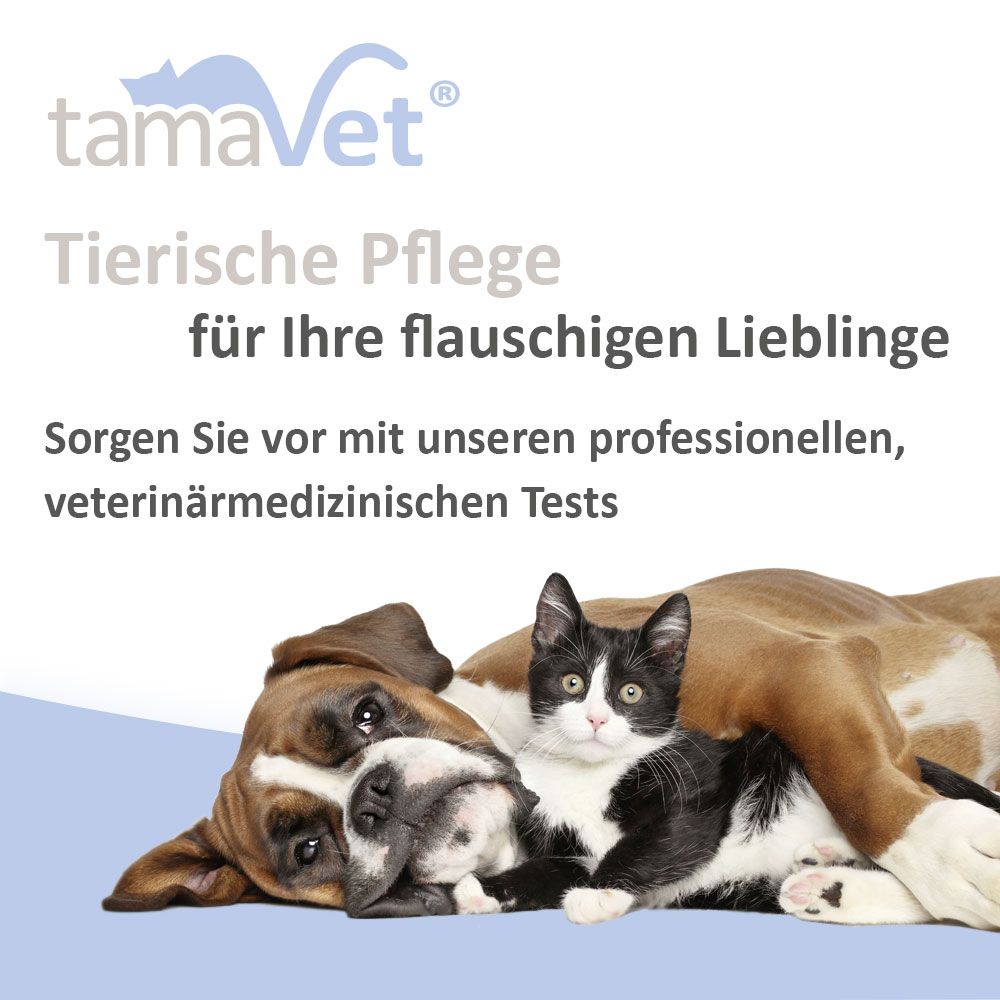 Hund und Katze liegen zusammen. Text: Tierische Pflege für Ihre flauschigen Lieblinge.