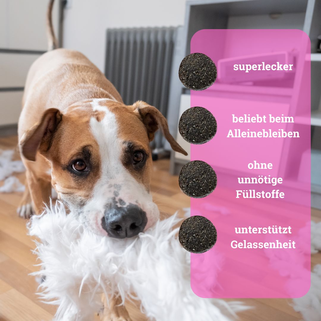 BeG Buddy Stay@Home Relax Snack für Hunde mit Baldrian, Beruhigung 0,35 kg Futter