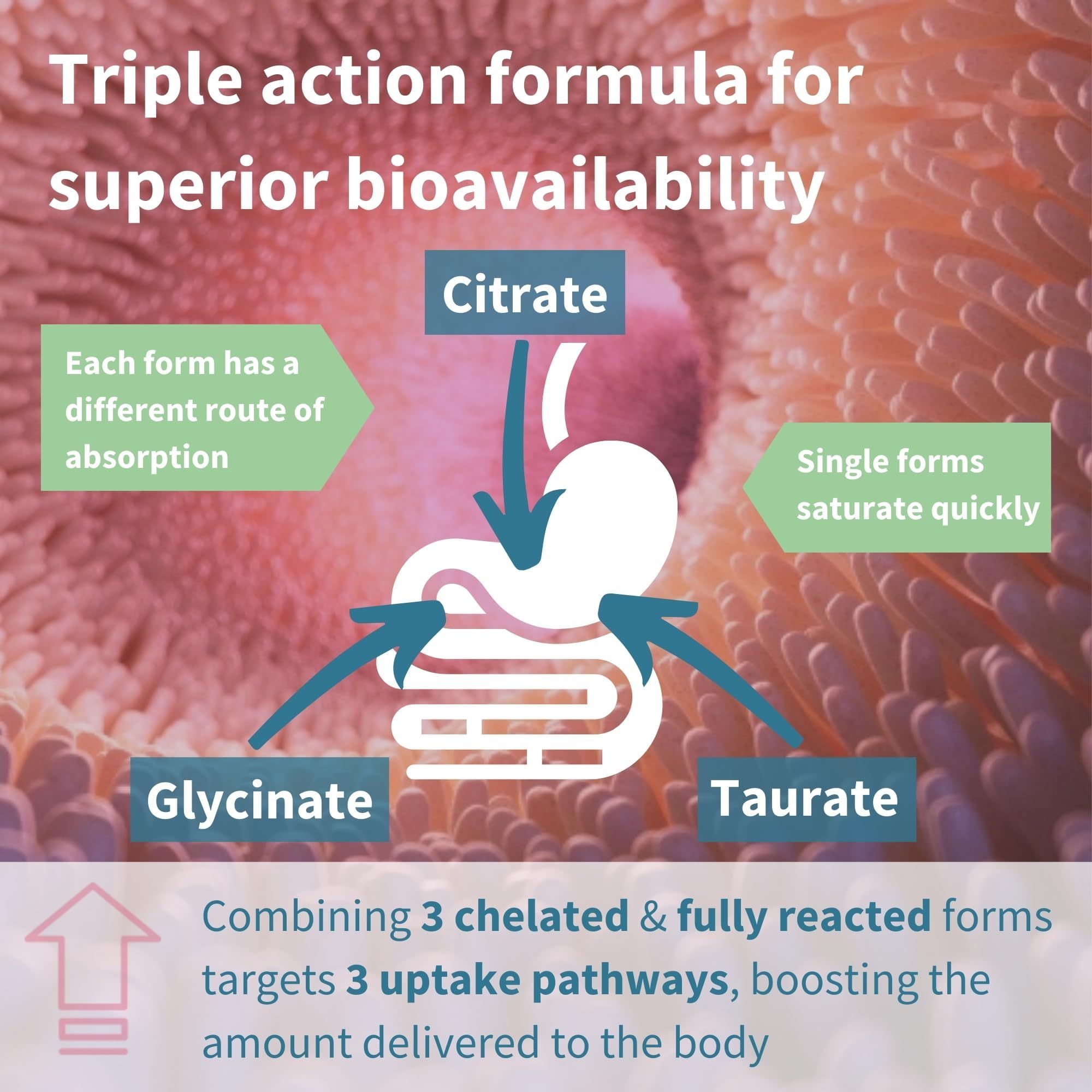 Diagramm mit drei Pfeilen, die auf einen Magen zeigen. Beschriftung: Citrat, Glycinat, Taurat. Text: 3 chelatierte Formen, 3 Absorptionswege.